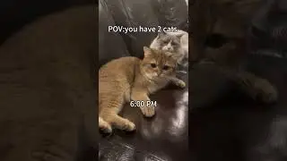 A day in the life of my cats #cat #cattok #prettyfunny #shotrs #kitten #cute #cutecat #pets