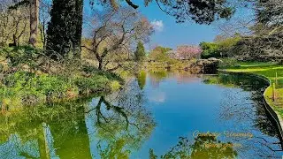 Spring in Cambridge University botanic garden 2022 ，the most beautiful season to visit