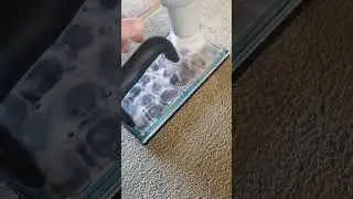Sucking the dirt out of the carpet, backing & underlay. Stain removal done correctly. #fabricmax