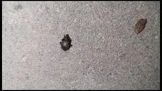 Скосарь притворяется