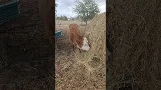 I'm a cowboy 😂 #shenanigans #cowboylife #cow #goat #pets