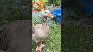This Smart Goose Can Answer Questions!