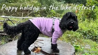 Dog Holiday in the Lake District dog friendly pubs,walks and more cockapoo holiday
