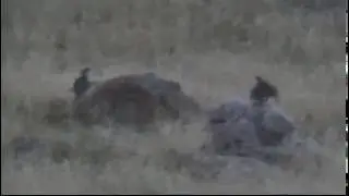 Antelope Shaky cam