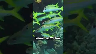 🐟🌊#YellowGoatfish #MulloidichthysMartincus #MarineLife #OceanExploration #Wildlife #ViralShort
