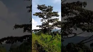 &Aacute;rbol Balso (Ochroma lagopus).
