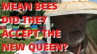 Mean Bees, did they accept the new queen?