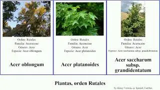 Plantas, orden Rutales acer plants sect blanco subsp saccharum platanoides Arce oblongum florado