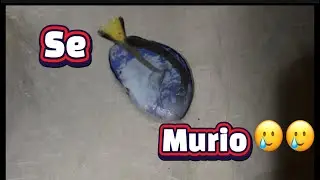 Se murió el cirujano azul 🥲