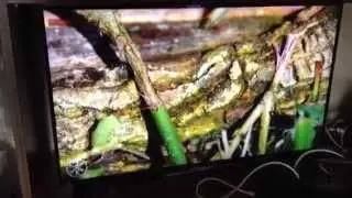 Double Live 4K 60fps HEVC Encoding on a Regular Server !