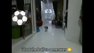 My Corgi Puppy has a good ball control skill | Dog Videos