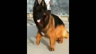 Chinese German Shepherd. // 7903397643 for more information.