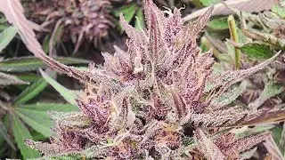 Goddess Garden Terp Tour 2023: Spellcaster x (Magus Fruit x Velvet Purps)