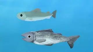 PSYC489R Final Project - FISH INTELLIGENCE, BEHAVIOR AND COGNITION