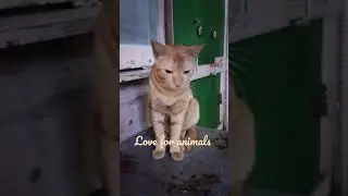 #World of Andy... #love for animal#stop animal cruelty#pet them#cute road side romeo