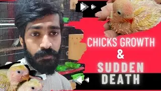 Chicks Growth & Sudden Death in Breeding | #lovebirds #birds #lovebirdsbreeding #parrot #birdscare
