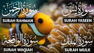 Healing Voice Of Surah Yaseen Recitation, Surah Rahman, Surah Waqiah, Mulk ep 00428 #qurantilawat