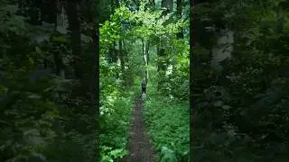 Into the woods we go &hellip; 🌳 #magic #nature #forest #witch