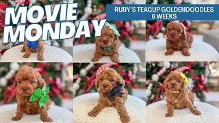 Ruby's Teacup Goldendoodle Puppies 6 weeks