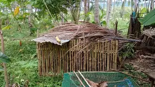 Movable Fence para sa mga Alagang Itik / Duck backyard Framing Philippines | Nyorture TV