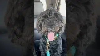 #limpio #goldendoodle #summerhaircut #poodlemixs #dogs #intact #petcontent #humor #funnyshorts #fyp