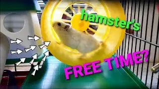What do hamsters like doing in free time?
