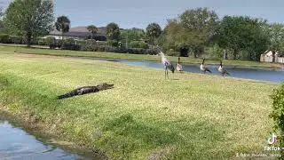 Gangster bird scares off Florida  alligator #themonsterfamily #florida #alligator #sanhillcranes