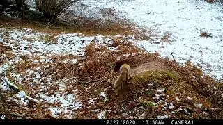 Nafarroako Fauna Navarra Una noche entre tejones Gaua azkonarren artean Fototrampeo
