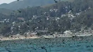 &ldquo;Birdnado&rdquo; 300,000 + Sooty Shearwaters Pillar Point CA, Sept. 7 2025 via Alvaro&rsquo;s Adventures