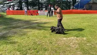 Cocker Spaniel Exhibitors at Shimla Dog Show 2025 | Bishop Cotton School 