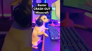 Baxter Funny Crash Out Minecraft #funnydogs #viralshorts #minecraft #gaming
