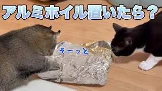 猫はアルミホイルを本当に嫌がるのか？置いたらまさかの反応に…
