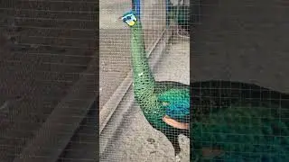 Green Java Peacock #greenjavapeacock #peacock #peacockrangoli