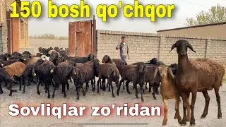ona bola sovliq qo&rsquo;ylar , 150 bosh qo&rsquo;chqorlar sotiladi