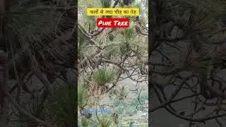 देवदार का पेड़  Pine Tree #india #viral #youtubeshorts #pine #nature #pinetree #short #shortvideo