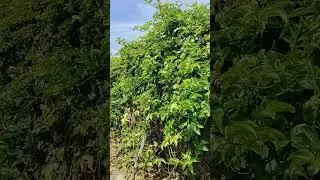 TECHNO CONSULT SRL:DESARROLLO DEL CULTIVO DE MARACUYA ORGANICO EN CHAO PER&Uacute; ( I ) 