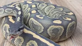 Breeding Ball Pythons 101:  How I pull eggs off PROTECTIVE mom and incubate!!!