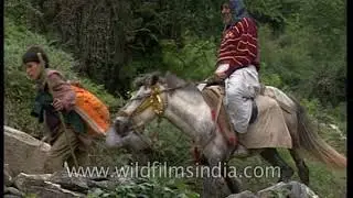 Char Dham Yatra - Pilgrimage to the source of Ganges in olden days - an archival documentary (Hindi)