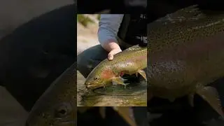How To Catch Big Rainbow Trout on a Nymph Rig!