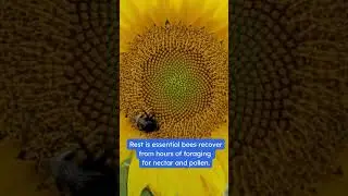 What's The REAL Reason Bees Love Flowers So Much?