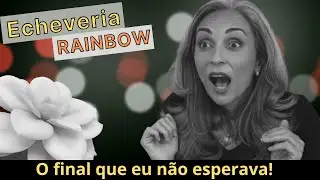 Echeveria Rainbow - Pode não ter mais salvação!