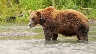 The Horrific Kodiac  bear Attack on Gene Moe (Full Version)