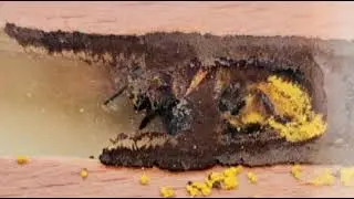 mason bee
