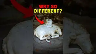 The Most Mysterious Lingam Ever&nbsp;Found?