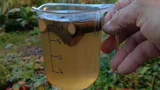 MACERATO DI CASTAGNO..... ESTRAZIONE DOPO CIRCA 7 GIORNI 🌿🌿🌿&hearts;️