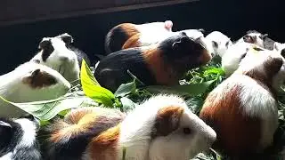 Asmr|marmut lucu mukbang rumput liar gerrr
