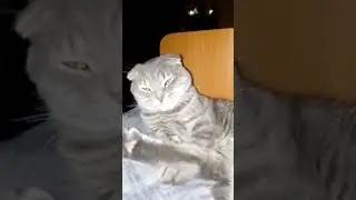#itwillbeokay #рекомендации #котофейка #kitten #видосыоткота #cat #кот #прикольныекоты #funny #весел