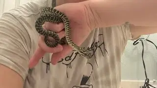 “Daily Vlog day 5 #love #reptiles #snake #nature #cute #2026 #happynewyear 