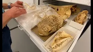 Why We Collect | California Academy of Sciences