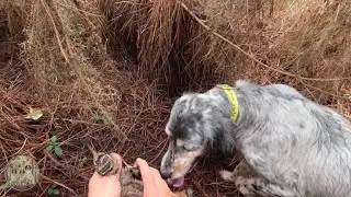 Bécasse sauvage: Mieca en grande forme ! 